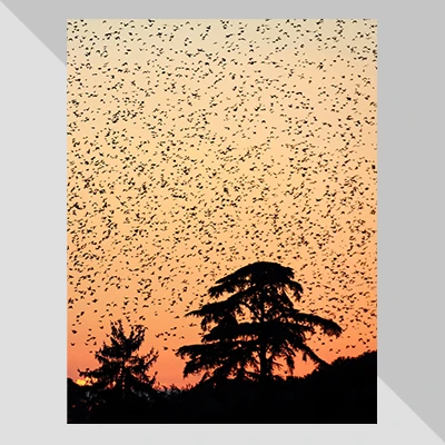 Stefano Salvini | Tramonto al Palatino